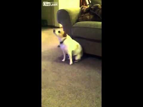 Funny Dancing Dog