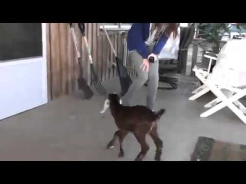 Dziewczyna uczy kozke skakac