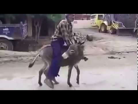 Ujezdzanie osla z niespodzianka 