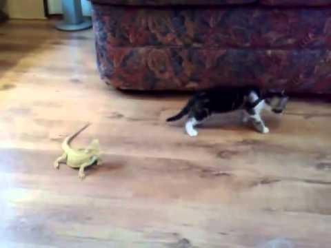 Kot vs. jaszczurka