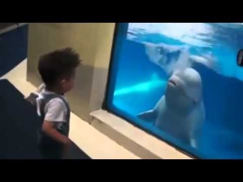 Dolphin nosidelka dla dzieci