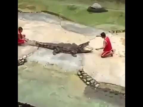 Treser umiescil swoja glowe w paszczy krokodyla 