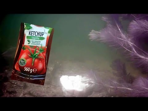 Reakcja ryb na Ketchup-Kamera podwodna