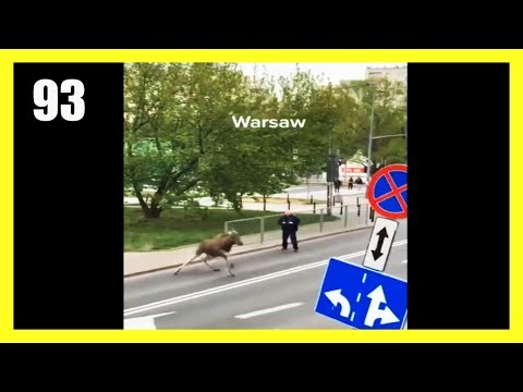 Poscig ulicami Warszawy 
