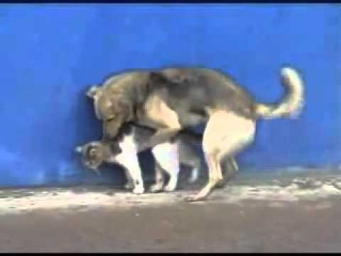 Cat and Dog / &#1050;&#1086;&#1090; &#1080; &#1055;&#1105;&#1089; 