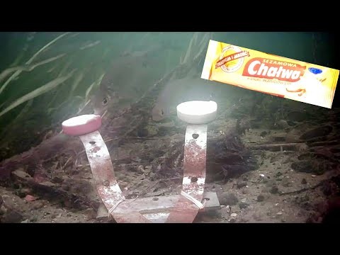 Reakcja ryb na chalwe-Kamera podwodna