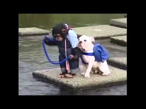 Malpa i pies przez rzeke