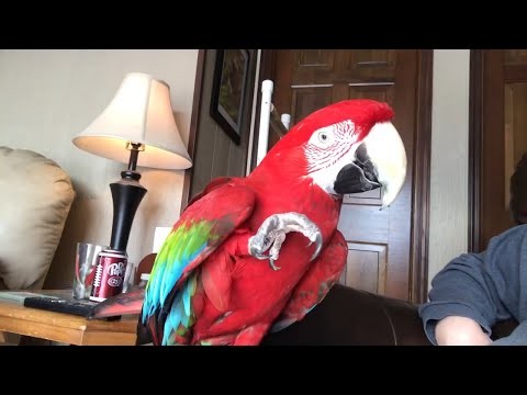 smieszne papugi tanczace
