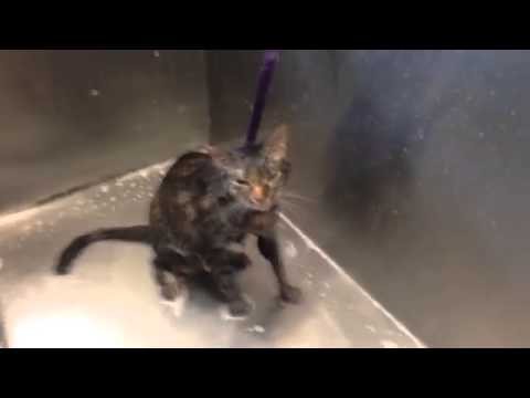 Cat says &quot;no more&quot; During Her Bath