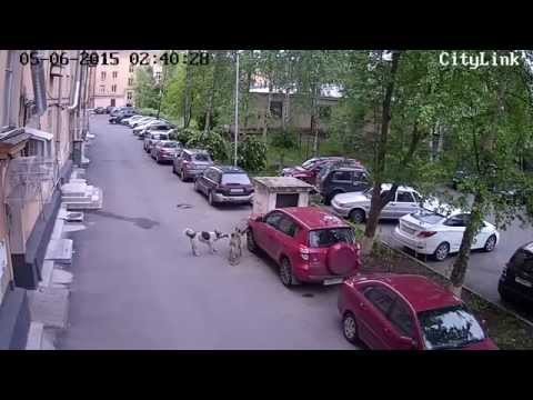 Wyglodniale psy niszcza zaparkowany samochod