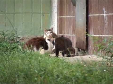 Koty i szczur w Czelabinsku