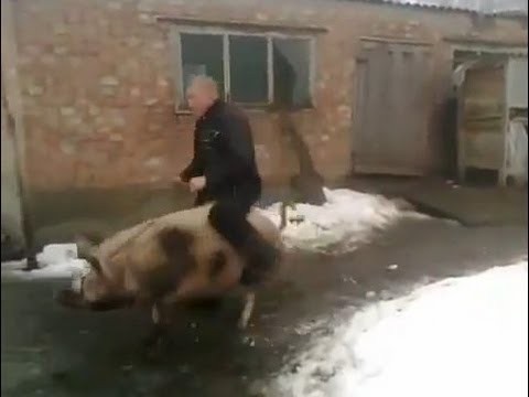 Rodeo na swini