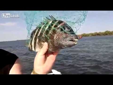 Ryba z bialymi zebami