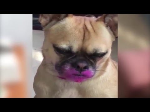Pies po zabawie w kosmetyczke