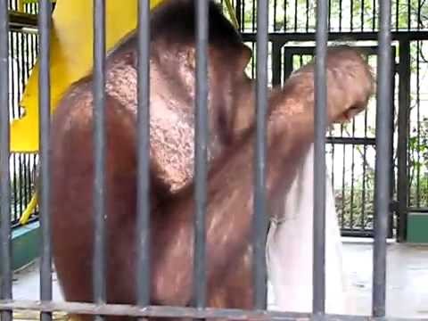Zlodziejski Orangutan