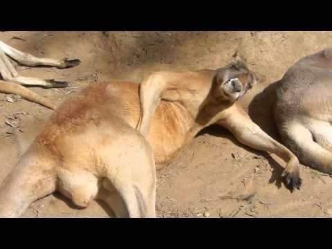 Kangury tez sie zabawiaja