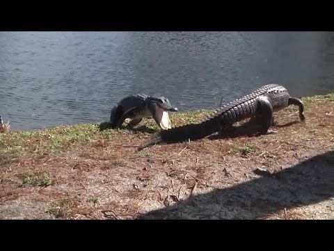 Aligator vs Aligator