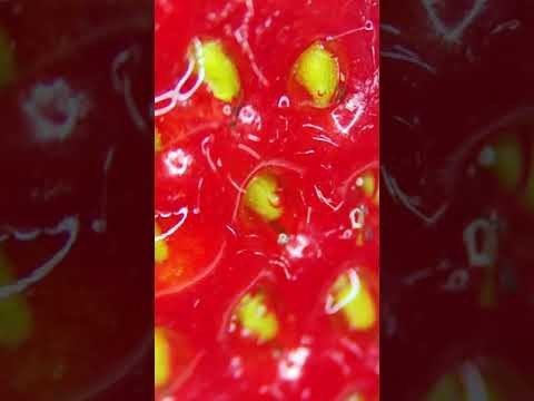 Dlaczego warto myc owoce