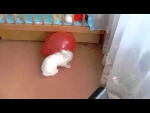 Fail Rabbit / &#1057;&#1084;&#1077;&#1096;&#1085;&#1072;&#1103; &#1085;&#1077;&#1091;&#1076;&#1072;&#1095;&#1072; &#1082;&#1088;&#1086;&#1083;&#1080;&#1082;&#1072; 