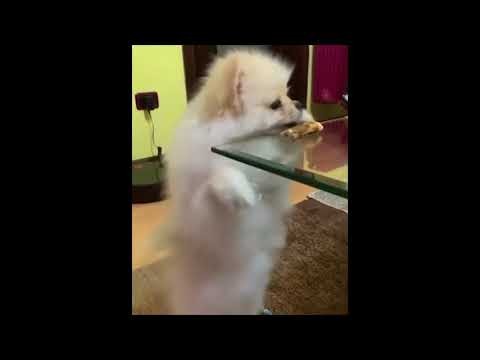 Funny Cats and Dogs Video Compilation 2021 #1