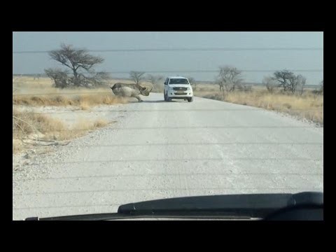 Nosorozec vs Samochod