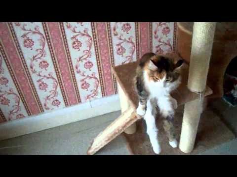 Kot siedzi jak czlowiek