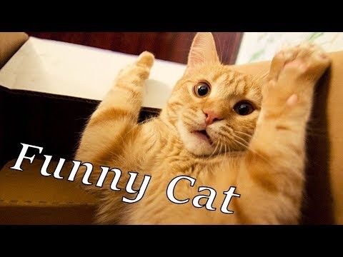 Koty-zawsze-poprawia-humor