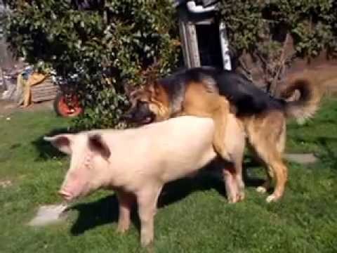 Pies posuwa swinie !