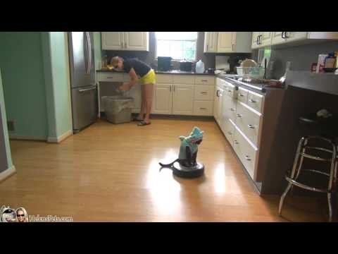 Kot na odkurzaczu driftuje po kuchni