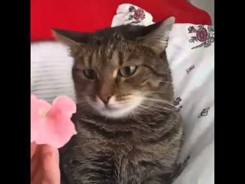 Koty nie lubia kwiatow
