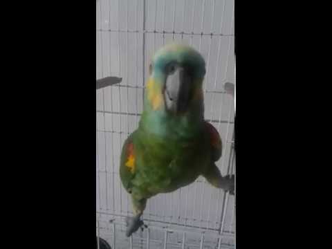 Papuga spiewa jak Rihanna