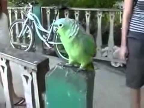 Najbardziej urocza papuga