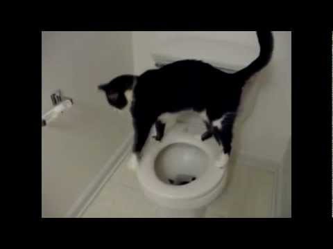 Cat cleans the toilet bowl