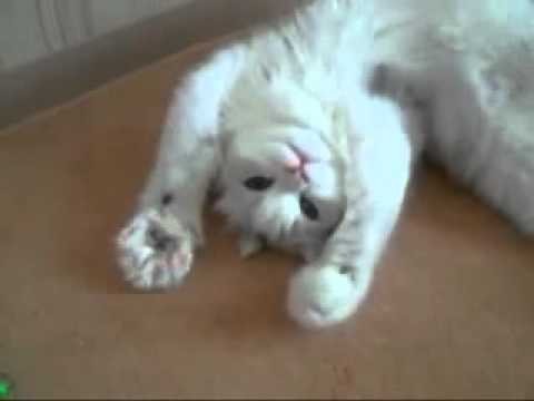 Funny and cute cat / c&#1084;&#1077;&#1096;&#1085;&#1086;&#1081; &#1080; &#1084;&#1080;&#1083;&#1099;&#1081; &#1082;&#1086;&#1090; 