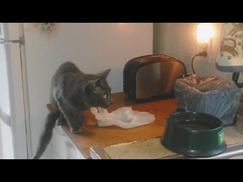 Kot-katapulta podjada sobie cos obok tostera