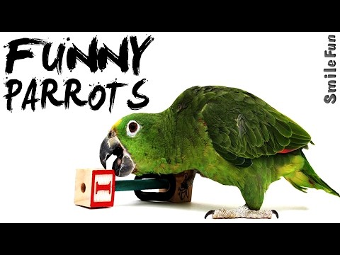 Smieszne Papugi glosem dzialajacych do lez Komedia