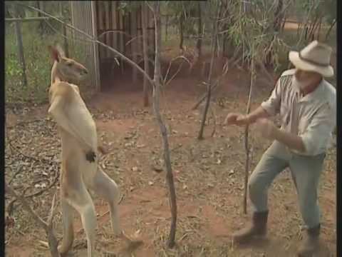 Niegrzeczny kangur 