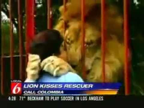 Man kissing a lion!