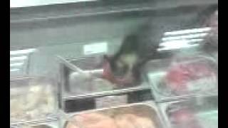 Kot wyjada mieso w supermarkecie