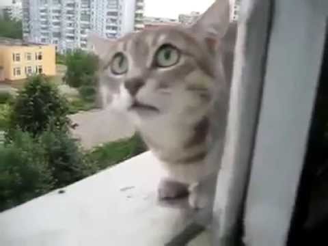 Ruski wsciekly kot za oknem
