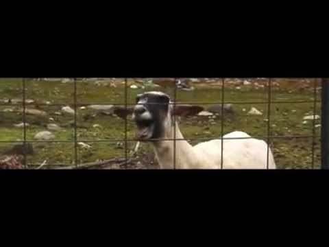  Taylor Swift - I knew you were a goat when you wa