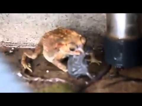 Ropucha probuje polknac szczura
