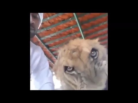 Reakcja lwa na selfie