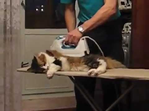 Massage for the cat