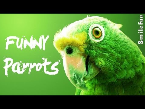 Smieszne Papugi glosem dzialajacych 2017