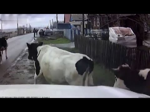 Samochod versus krowa