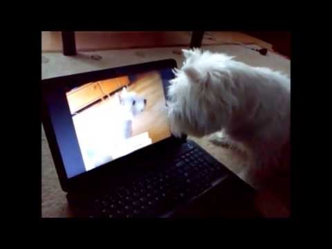 Pies oglada siebie na filmiku...