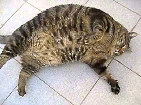 WTF!! What a fat cat