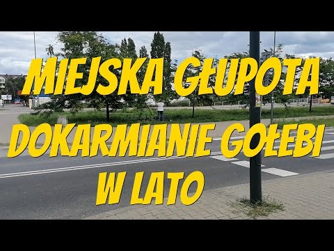 Miejska Glupota