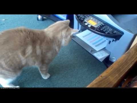 Kot nieznoszacy drukarek
